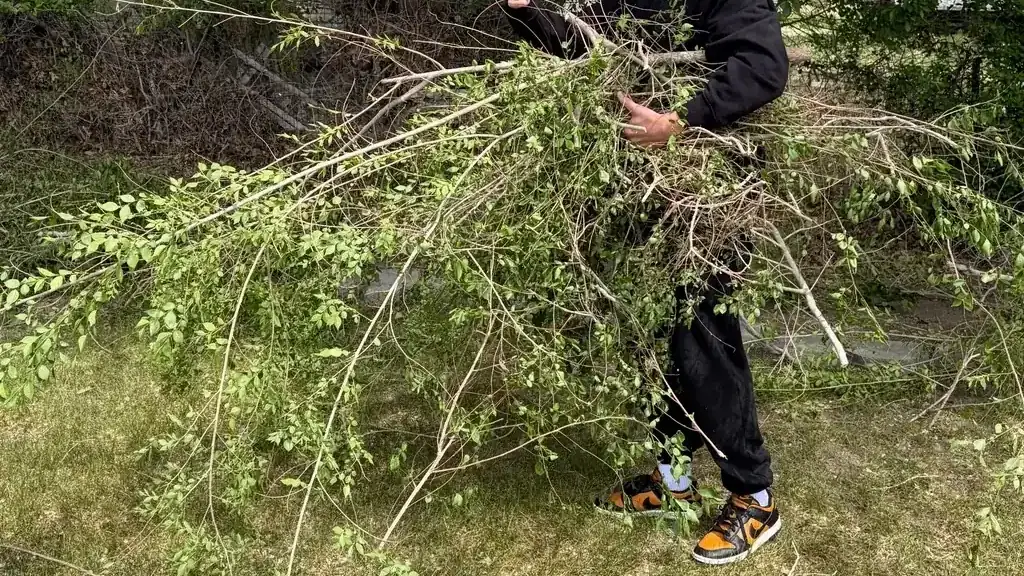 A large armful of cut branches being carried clear of a lawn