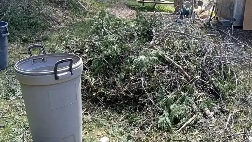 The same lawn after the brush; branches and boards were cleared